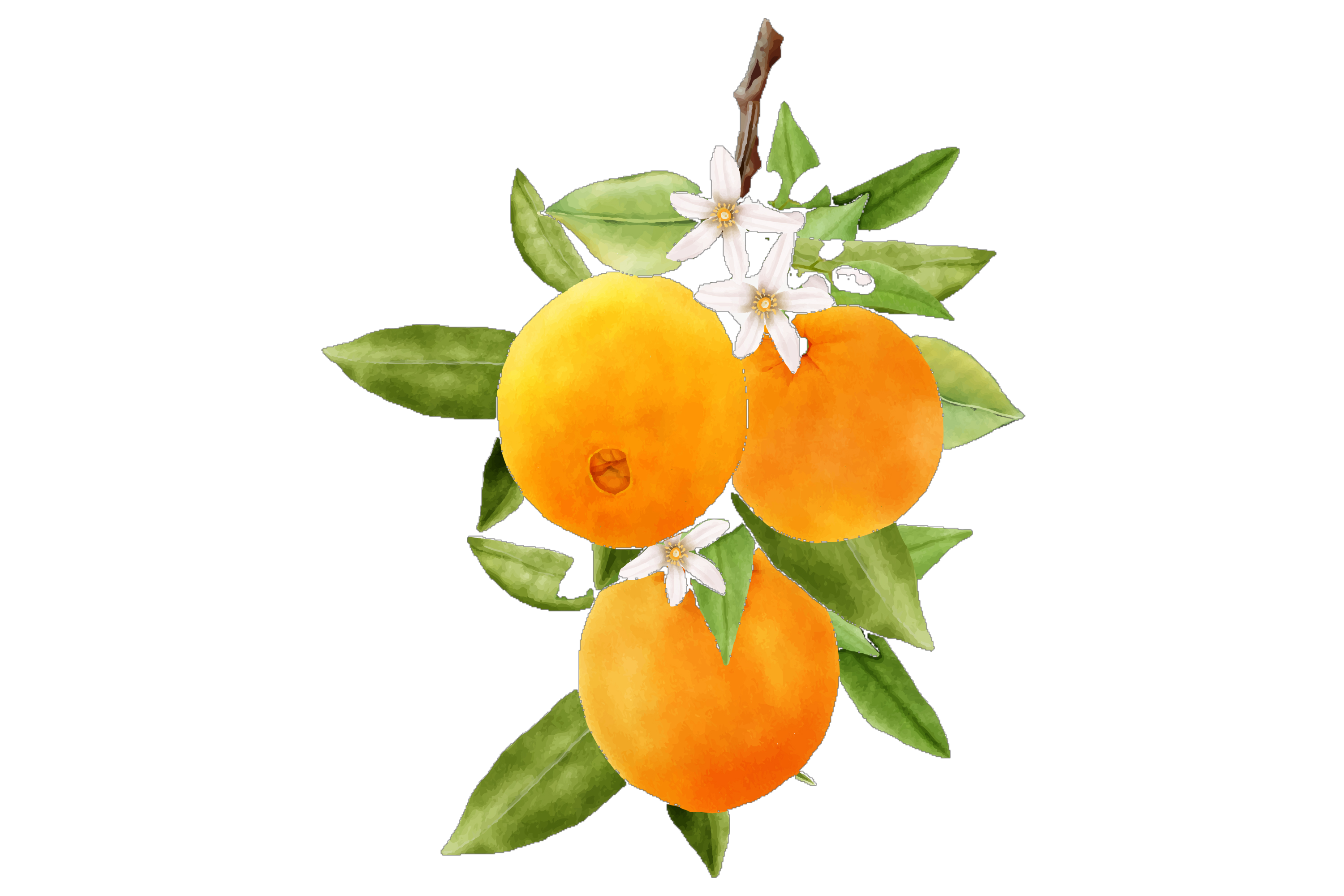 Decorative Orange Branch